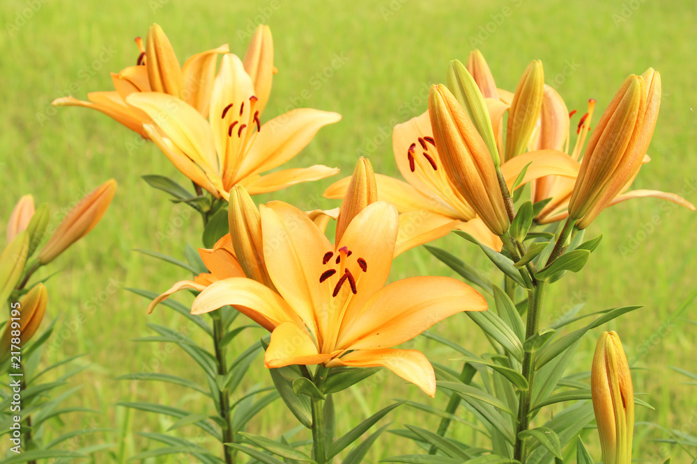 Obraz premium ユリの花