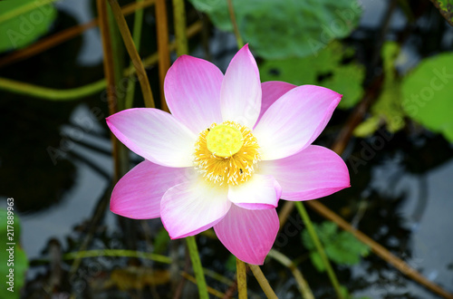 Pink lotus that grows in the pond look beautiful In the morning