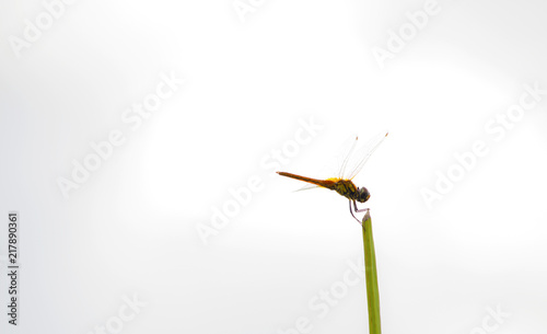 Dragonfly on the twigs in the In the morning, look beautiful