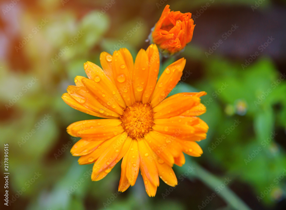 orange calendula flower orange calendula flower