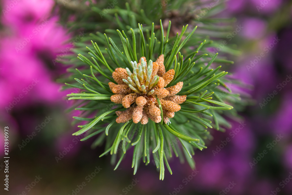 Obraz premium A blossoming pine. Macro