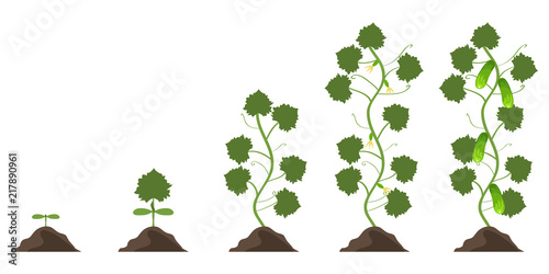 Phases of growth of a cucumber. Phases of vegetation of a cucumber.