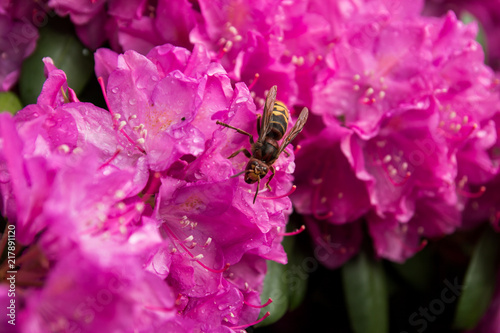 Bees collect honey from pink flowers (wild rose)