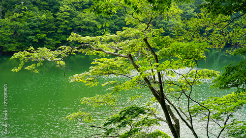 Shirakami Moutains(4K) photo