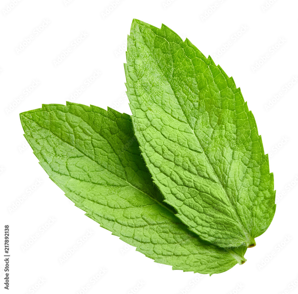 Obraz premium mint leaves isolated