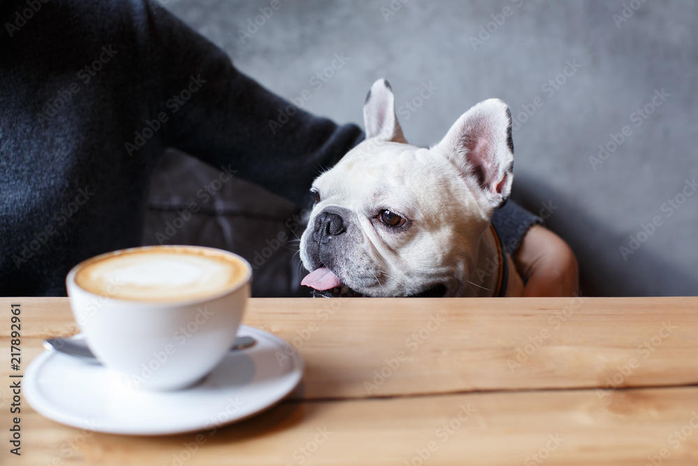 French bulldog sitting in the cafeteria with his master. Coffee on the table