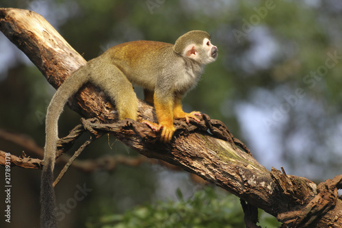 Grünen Meerkatzen (Chlorocebus) klettert am Baum