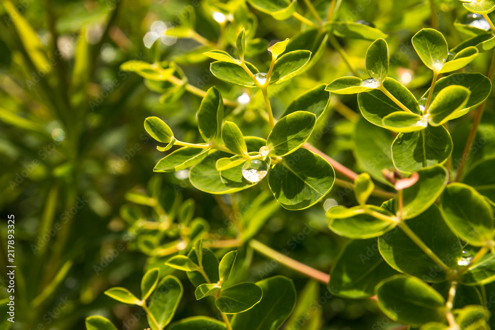 Crystal clear drops of dew in the sun lie on the young foliage Crystal clear drops of dew in the sun lie on the young foliage
