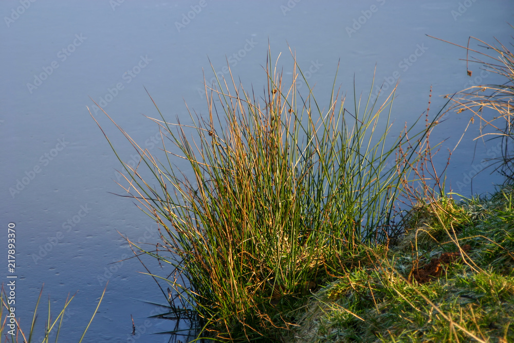 Binsen (Juncus) Binsen (Juncus)