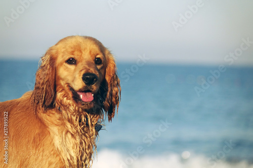 Portrait of a young dog on a sandy beach, against the sky and sea waves.