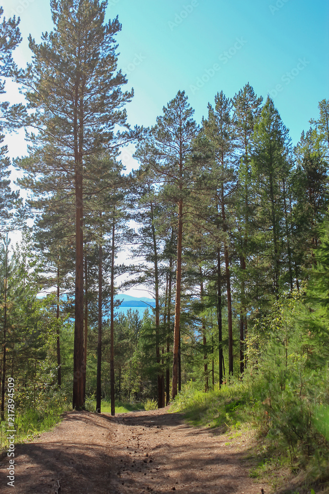Pines in Siberian taiga. Autumn in forest.