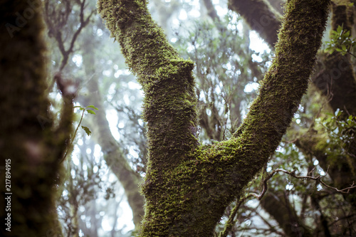 Árbol niebla tenerife laurisilva © Albernoda