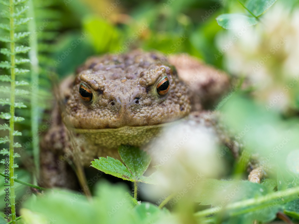 The common toad frog, European toad (bufo bufo) is an amphibian found throughout most of Europe The common toad frog, European toad (bufo bufo) is an amphibian found throughout most of Europe