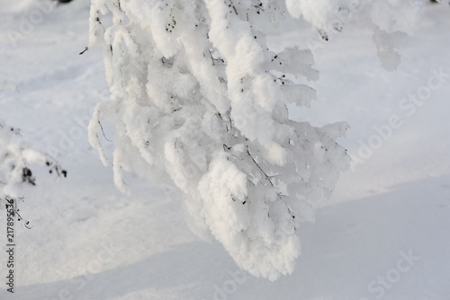 Snowcowered branches. Winter blur background. Frost trees. © anya babii