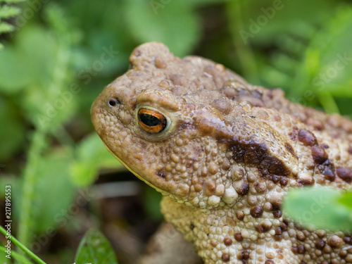 The common toad frog  European toad  bufo bufo  is an amphibian found throughout most of Europe