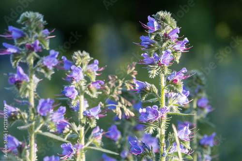 Viper s bugloss or blueweed  Echium vulgare  wildflowers on summer meadow with dark green background. Rough hairy leaves and vivid blue flowers with pink stamens.