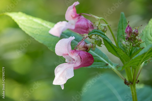 Close-up photo of pink flowers with hooded shape on green blurred background.  Himalayan balsam (Impatiens glandulifera) is also named Policeman's Helmet, Bobby Tops, Copper Tops and Gnome's Hatstand photo