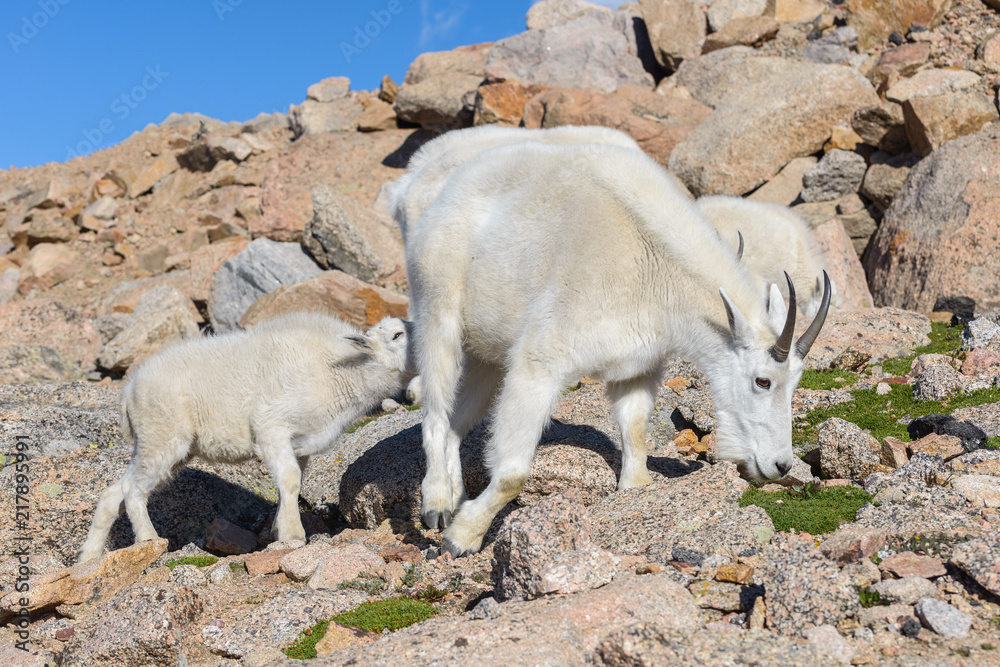 Wild Mountain Goats of the Colorado Rocky Mountains Wild Mountain Goats of the Colorado Rocky Mountains