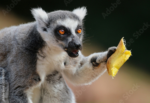 Ring Tailed Lemur eating a banana