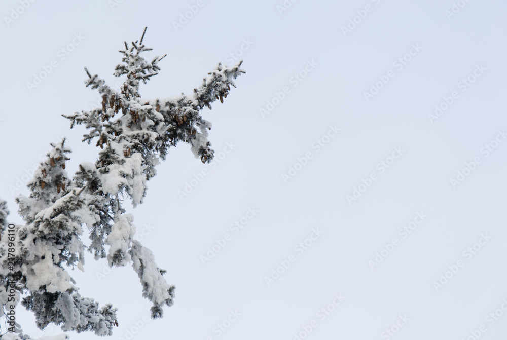 Snowcowered branches. Winter background. Frost trees. Snowcowered branches. Winter background. Frost trees.