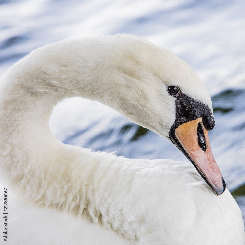 Obraz premium white swan in the river