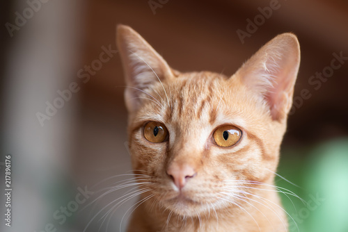 Portrait of ginger cat looking