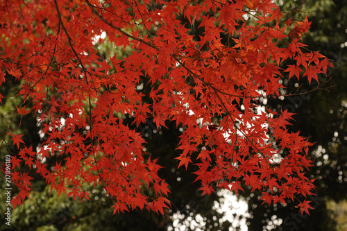Autumn leaves010