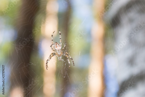 the spider sits on the web