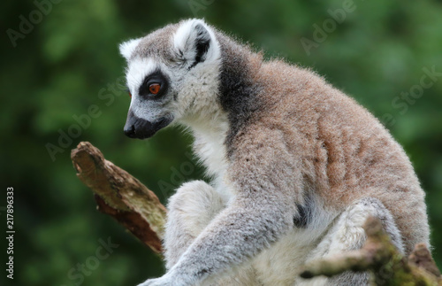 Ring Tailed Lemur © UniquePhotoArts