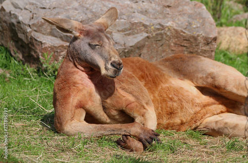 Kangaroo just chilling out