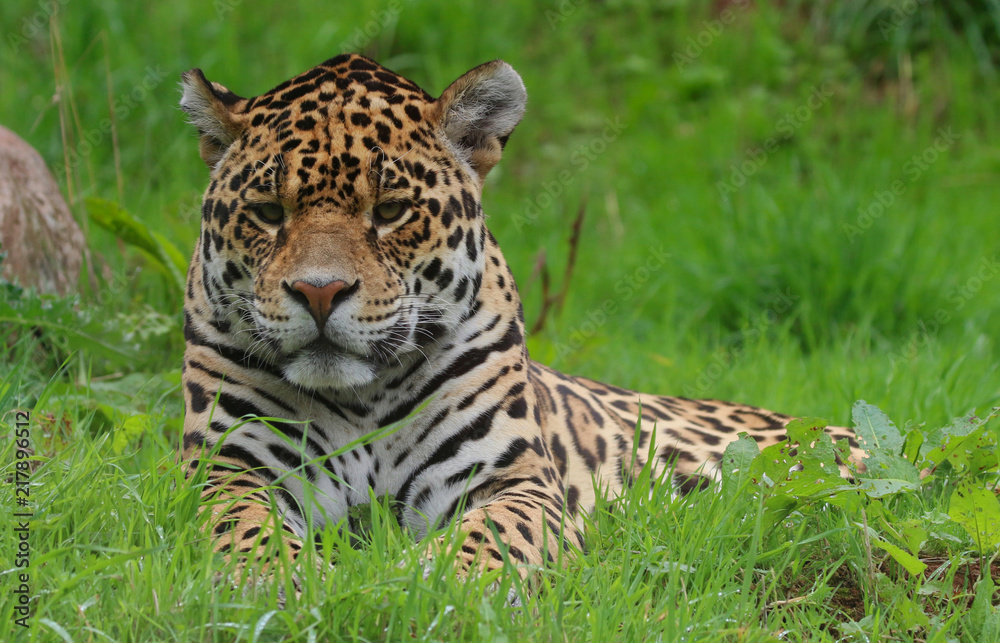 Jaguar head portrait Jaguar head portrait