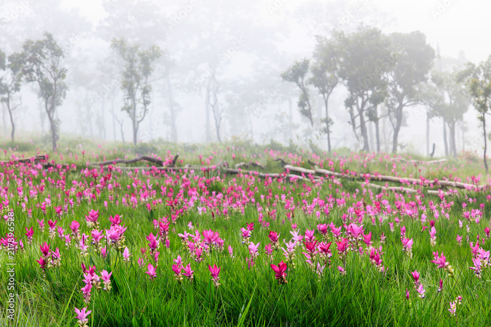 Field  of Siam tulips, rainy flowers in the forest on highland in Thailand.
