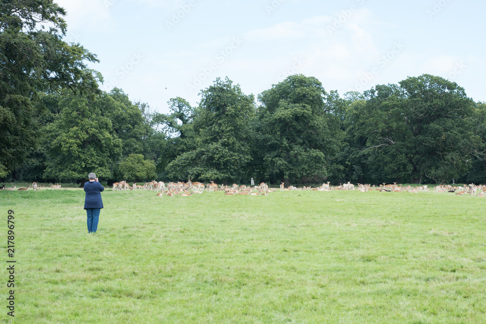Fototapeta premium Deer