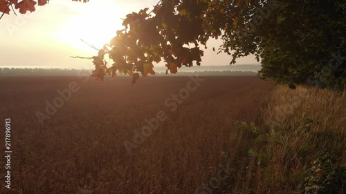 Dawn from behind the trees.