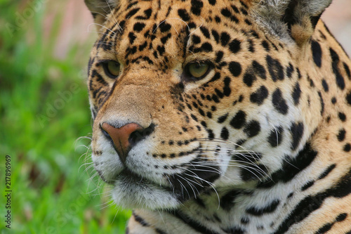 Jaguar head portrait