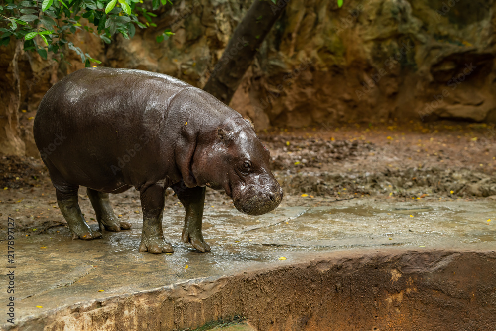 Fototapeta premium The pygmy hippopotamus is a small hippopotamid which is native to the forests and swamps of West Africa
