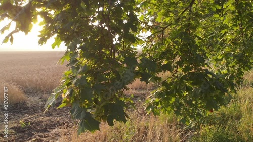 Dawn from behind the trees.