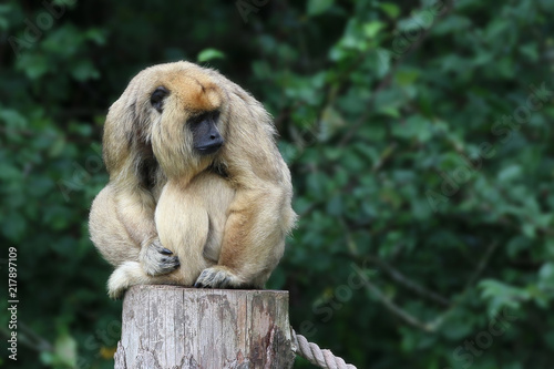 Howler monkey sat on a post