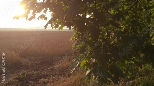 Dawn from behind the trees.