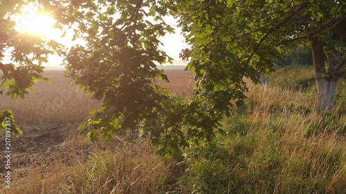 Dawn from behind the trees.