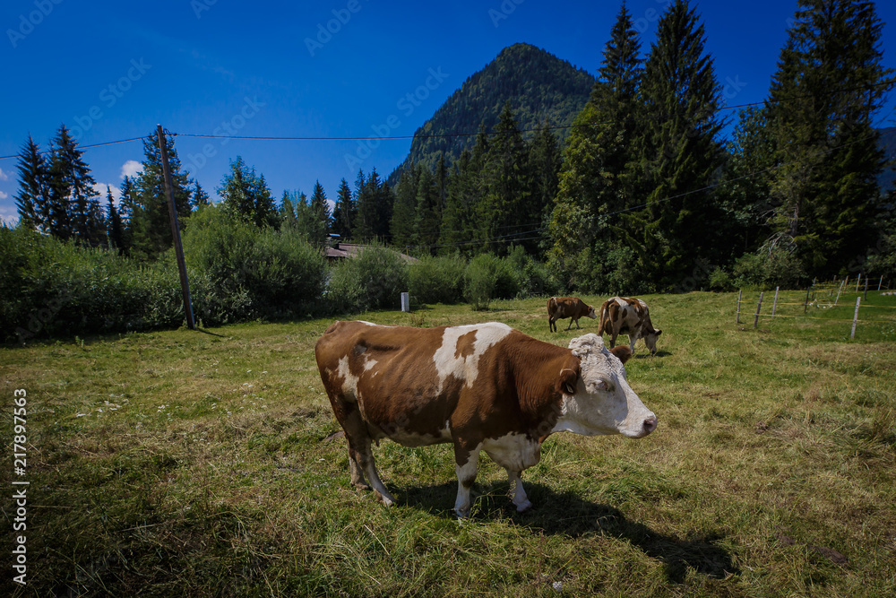 Einzelne Alpenkuh auf einer Almwiese