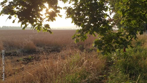 Dawn from behind the trees.