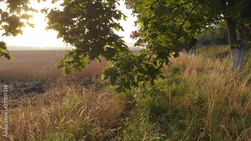 Dawn from behind the trees.