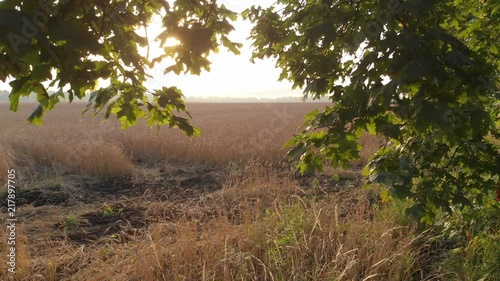 Dawn from behind the trees.