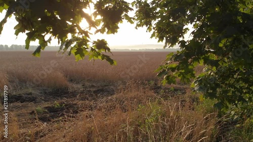 Dawn from behind the trees.