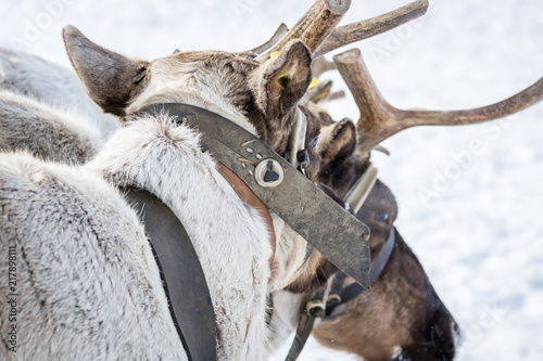 Leather harness on neck forest reindeer. photo