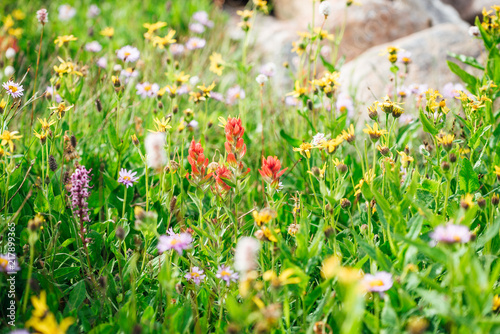 Mountain Wild Flowers © Rob