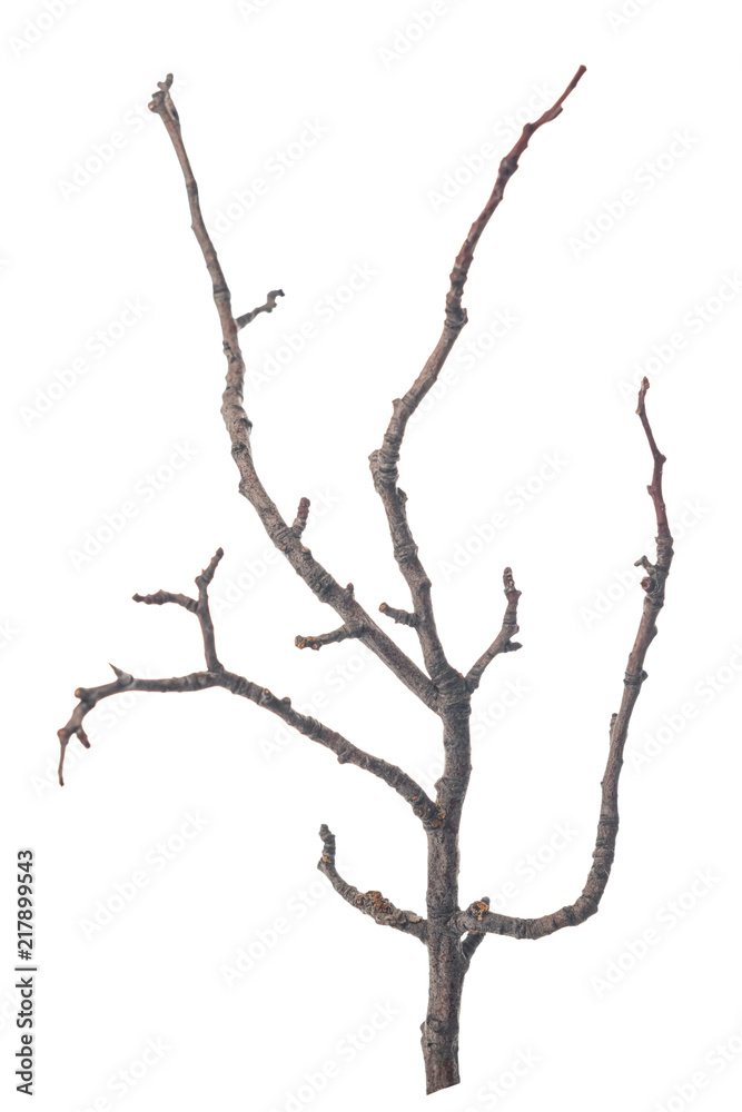 beautiful dry tree isolated on white background beautiful dry tree isolated on white background