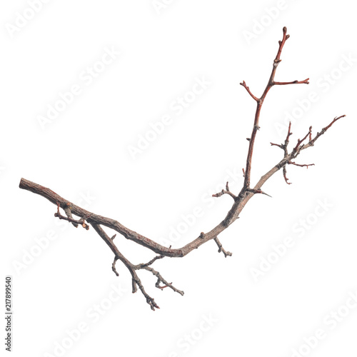single silhouette of dry branch tree isolated on white background