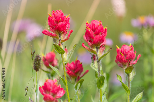 Mountain Wild Flowers